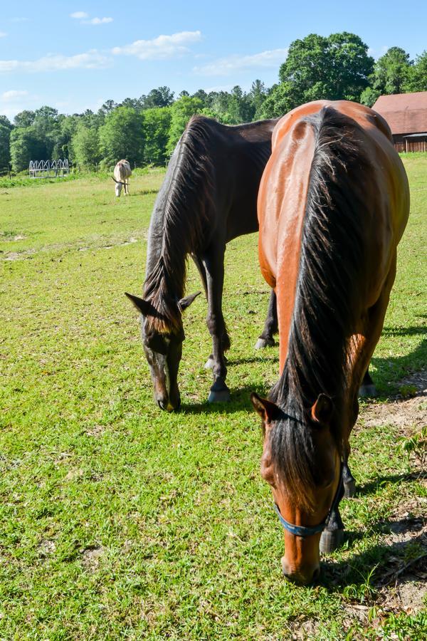 Dublin Farm Bed and Breakfast Εξωτερικό φωτογραφία